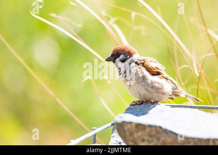 Photo d'un arbusté eurasien perché sur une roche dans le jardin en plein soleil avec un arrière-plan flou Banque D'Images