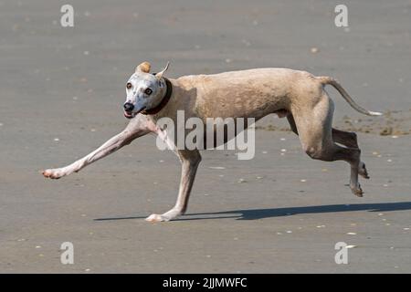 Vous pouvez courir rapidement sur une plage de sable le long de la côte Banque D'Images