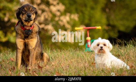 Un gros plan de chiens de berger allemand et maltais debout au milieu d'un jardin Banque D'Images