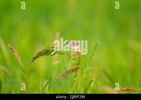 Photo d'un oiseau de cisticola à piqûres perchée sur une plante dans le jardin par une journée ensoleillée avec un fond vert flou Banque D'Images