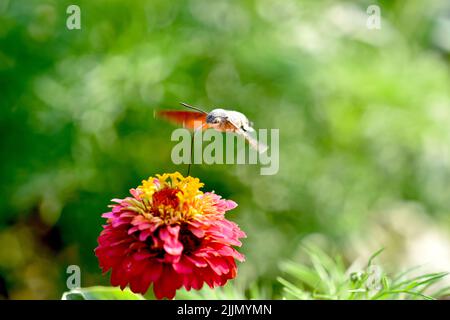 Mangeonnement de la tétée de faucon d'oiseau sur la fleur Banque D'Images