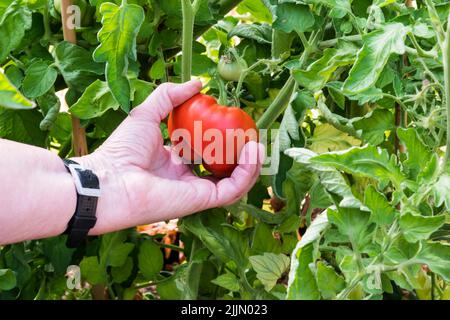 Femme cueillant de la tomate Marmande, Solanum lycopersicum, qui grandit dans sa serre. Banque D'Images