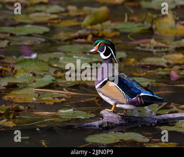 Gros plan d'un canard caroline sur une bûche avec des feuilles de lotus à la surface Banque D'Images