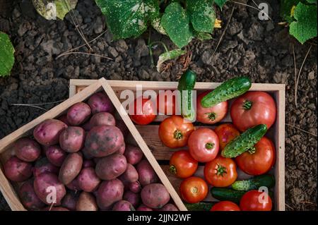 Vue de dessus d'une caisse en bois avec des légumes biologiques sains mûrs, dans un champ agricole près d'une plante de concombre à fleurs. Banque D'Images