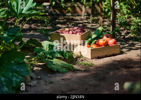 Caisses avec récolte fraîche de tomates, concombres, pommes de terre, courgettes et feuilles de verger, dans le jardin à côté de la brousse d'aubergines Banque D'Images
