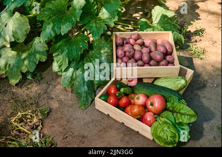 Vue de dessus. Caisses en bois empilées avec récolte fraîche de légumes biologiques de saison maison dans la maison de campagne Banque D'Images