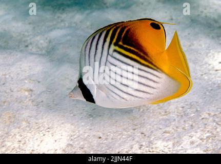 Poisson-mouche à nageoires de mer (Chaetodon auriga) dans le lagon d'Aitutaki, îles Cook, Pacifique sud. Banque D'Images