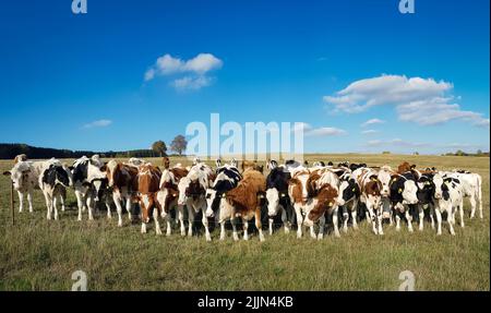 Troupeau de vaches dans un champ ouvert derrière une clôture métallique sous un ciel bleu nuageux Banque D'Images