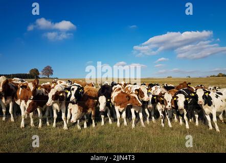 Troupeau de vaches dans un champ ouvert derrière une clôture métallique sous un ciel bleu nuageux Banque D'Images