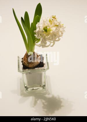 Un gros plan vertical du jacinthus orientalis blanc, la jacinthe commune dans le vase en verre. Banque D'Images