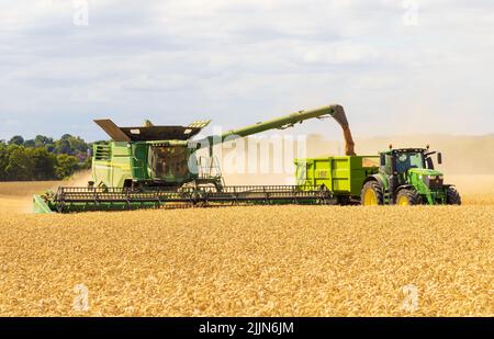 La moissonneuse-batteuse dépose le grain de blé récolté dans une remorque de tracteur. Royaume-Uni août 2022 Banque D'Images