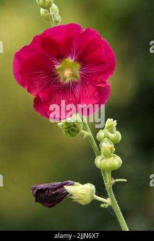 Alcea rosea, une plante florale ornementale rouge de la famille des Malvaceae. Également connu sous le nom de hollyhock commun. Banque D'Images