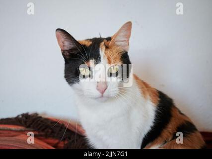 Un gros plan de l'adorable calico chat regardant l'appareil photo. Banque D'Images