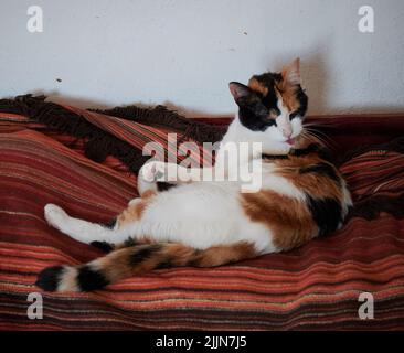 Un gros plan d'un beau chat calico de shorthair posé sur des tapis se nettoyant avec sa langue Banque D'Images