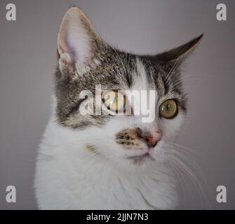 Gros plan d'un chat isolé sur fond gris Banque D'Images