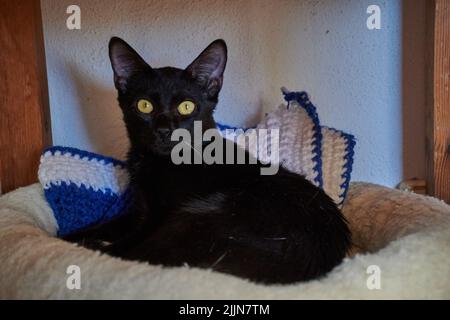 Un gros plan d'un beau chaton noir de shorthair reposant sur une couverture tricotée dans un lit de chat à l'intérieur de la maison Banque D'Images