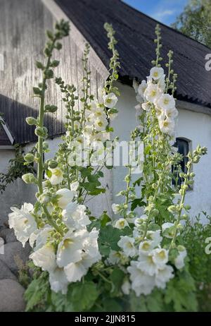 Gros plan de fleurs de hollyhock blanc qui poussent devant une maison, Samsoe, Jutland, Danemark Banque D'Images