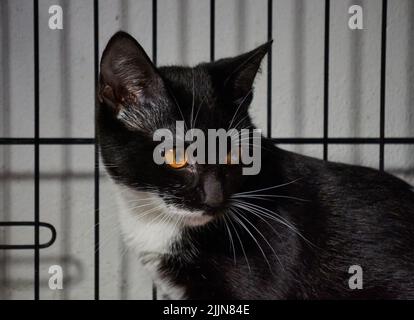 Un gros plan d'un beau chat noir et blanc de shorthair assis dans la cage et regardant loin Banque D'Images