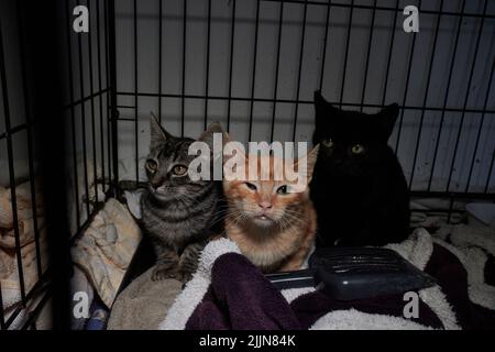 Un gros plan de trois chatons colorés Banque D'Images