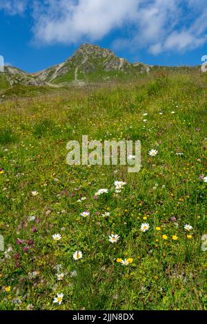 Margerithe am Wegrand, weisse Blume mit gelbem Zentrum beim Wanderweg in den Bergen Banque D'Images