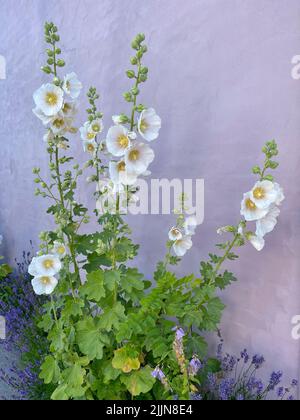 Gros plan de fleurs de hollyhock blanches qui poussent devant un mur, Samsoe, Jutland, Danemark Banque D'Images