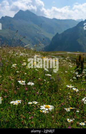 Margerithe am Wegrand, weisse Blume mit gelbem Zentrum beim Wanderweg in den Bergen Banque D'Images