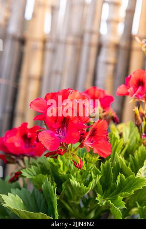 Un foyer peu profond de fleur rouge Regal pelargonium avec des feuilles vertes et un arrière-plan ensoleillé flou Banque D'Images