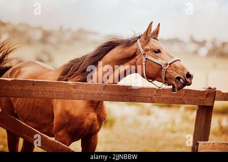 Un beau cheval de baie se grise dans un enclos avec une clôture en bois sur une ferme dans un champ au ciel nuageux. Soins de chevaux et agriculture. Bétail. Banque D'Images