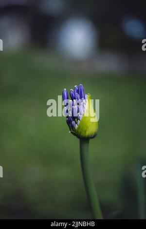 Un foyer sélectif de belle fleur d'agapanthus bleu dans un jardin sur un fond flou Banque D'Images