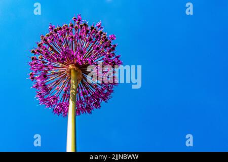 Un oignon en fleur contre le ciel bleu Banque D'Images