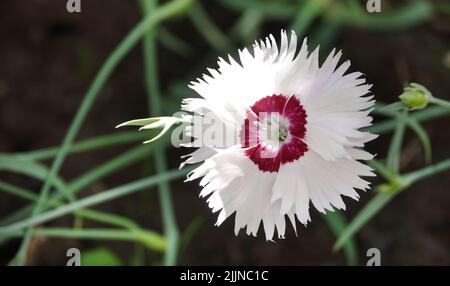 Des fleurs de Carnation de différents types en gros plan Banque D'Images