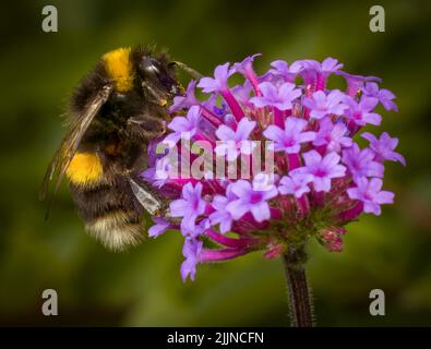 Une abeille Bumble à queue blanche pollentant une fleur de Verbena pourpre Banque D'Images