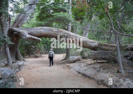 La forêt d'Arrayanes dans le district des lacs en Argentine Banque D'Images