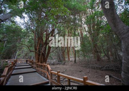 La forêt d'Arrayanes dans le district des lacs en Argentine Banque D'Images