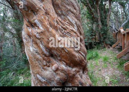 La forêt d'Arrayanes dans le district des lacs en Argentine Banque D'Images