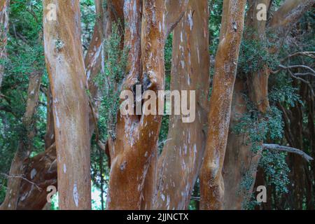 La forêt d'Arrayanes dans le district des lacs en Argentine Banque D'Images