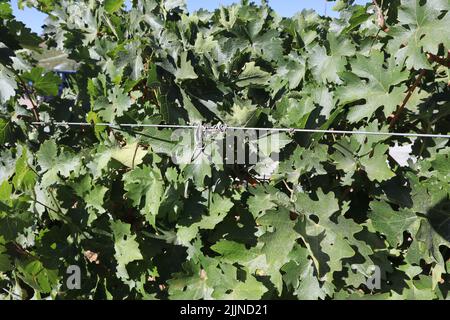 Les feuilles d'une vigne dans un domaine viticole de Paso Robles, Californie Banque D'Images