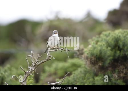 Vue de premier plan image d'un chant de Whitethroat commun (Sylvia communis) gauche de l'image, avec espace de copie à droite, contre le fond d'arbustes verts, Royaume-Uni Banque D'Images