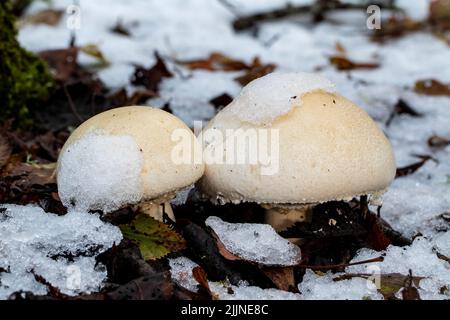 Agaricus silvicola qui pousse sur le sol de la forêt entre la neige. Espagne Banque D'Images