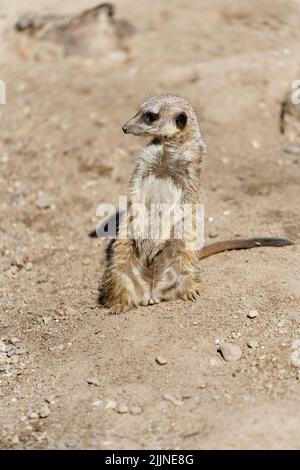 vigilant meerkat garde à l'affût des ennemis de l'air Banque D'Images