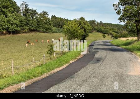 Bétail en pâturage en République tchèque. Élevage de vaches et de taureaux. Jour d'été à la ferme. Pâturage vert. Banque D'Images