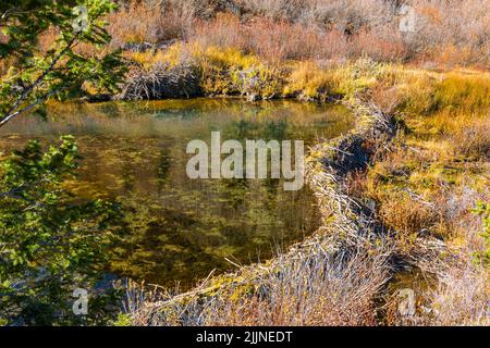 Beaver Dam sur Mill Creek près de Silverton, Colorado, États-Unis Banque D'Images