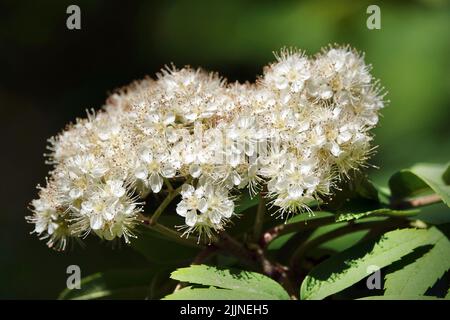 Fleurs de cendre de montagne - un arbre avec des fleurs blanches délicates Banque D'Images