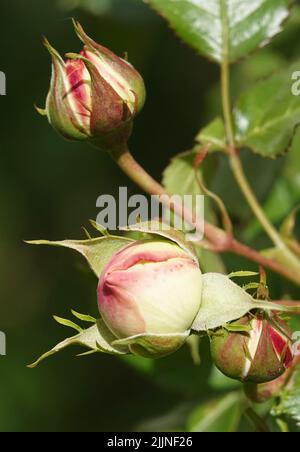 Fleurs Roses de différentes variétés et espèces gros plan Banque D'Images