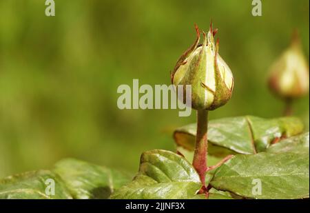 Fleurs Roses de différentes variétés et espèces gros plan Banque D'Images