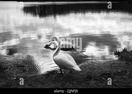 Photo en niveaux de gris d'un cygne sur la côte d'un lac Banque D'Images