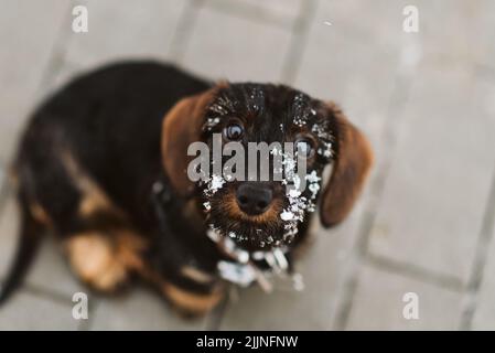 Photo en grand angle d'un chiot mignon qui se fixe à l'appareil photo Banque D'Images