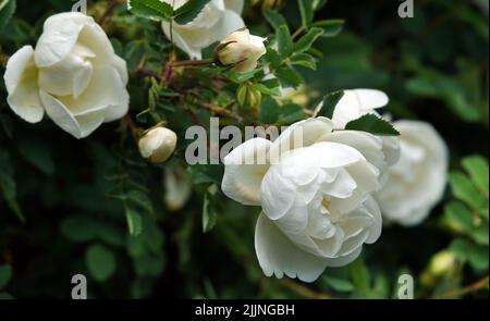 Roses de différentes variétés et espèces en gros plan Banque D'Images