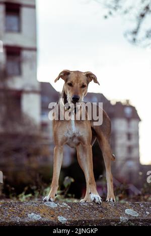 Un gros plan vertical d'un chien greyhound italien en plein air dans la rue Banque D'Images