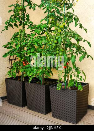 Les tomates cerises poussent et mûrissent dans trois pots sur la terrasse d'un immeuble d'appartements Banque D'Images